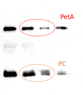 Western blot using anti-PetA antibodies